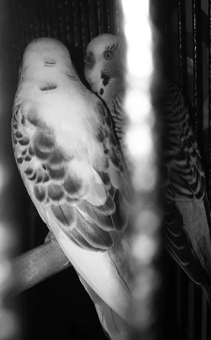 Trey N Ava’s Parent-A-Parakeet 3