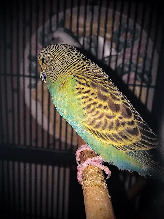 Trey N Ava’s Parent-A-Parakeet 1