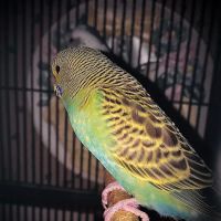 Trey N Ava’s Parent-A-Parakeet ico