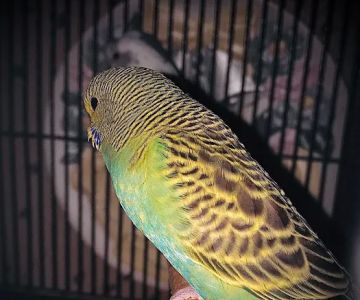 Trey N Ava’s Parent-A-Parakeet