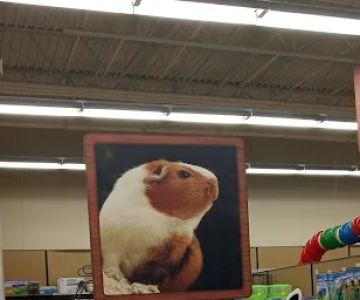 Petco