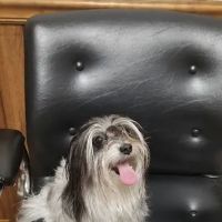 Aiken Veterinary Clinic ico