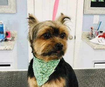 Birch Point Dog Spa