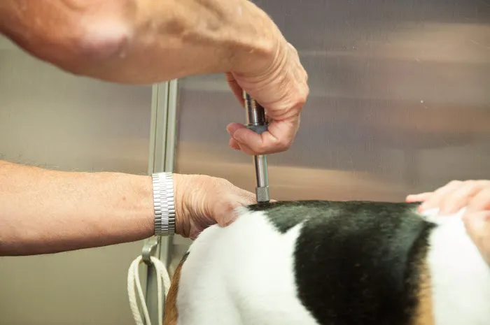 Groover, Charles B, Dvm - Aiken Veterinary Clinic 12