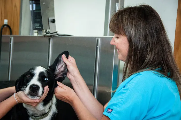 Groover, Charles B, Dvm - Aiken Veterinary Clinic 12