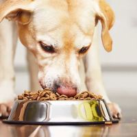Paws Health Wellness ico