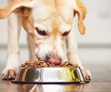 Paws Health Wellness
