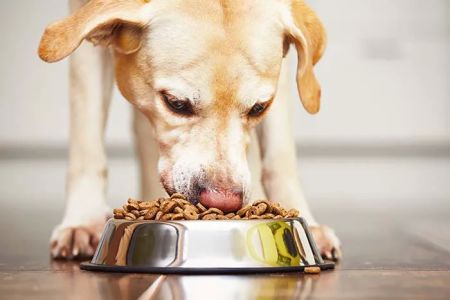 Paws Health Wellness