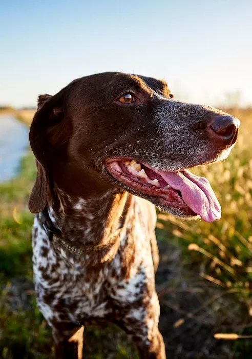 Paws Health Wellness 12