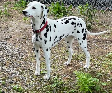 Doodles Pet Care