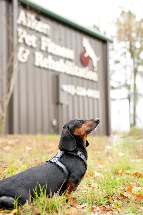 Aiken Pet Fitness and Rehabilitation 12