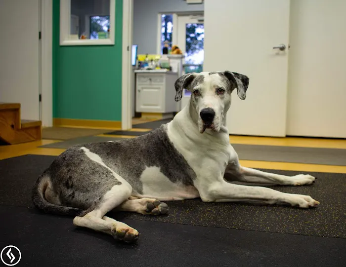 Aiken Pet Fitness and Rehabilitation 12
