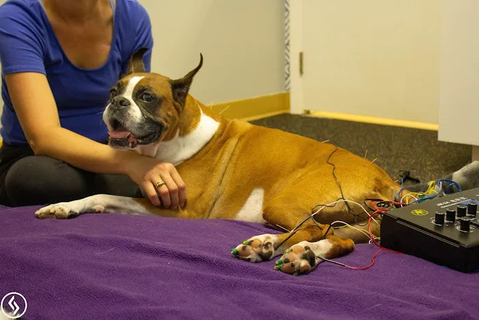 Aiken Pet Fitness and Rehabilitation 12