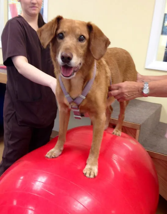 Aiken Pet Fitness and Rehabilitation 12