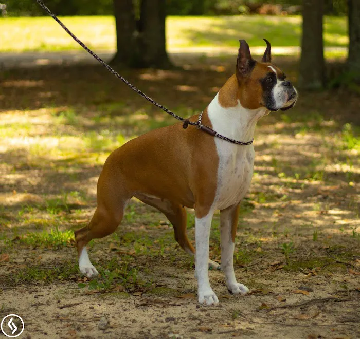 Aiken Pet Fitness and Rehabilitation 12