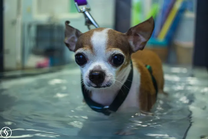 Aiken Pet Fitness and Rehabilitation 12