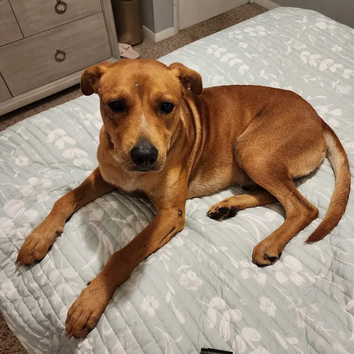 Aiken Animal Hospital 12