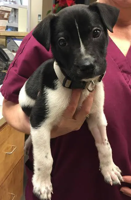 Aiken Animal Hospital 12