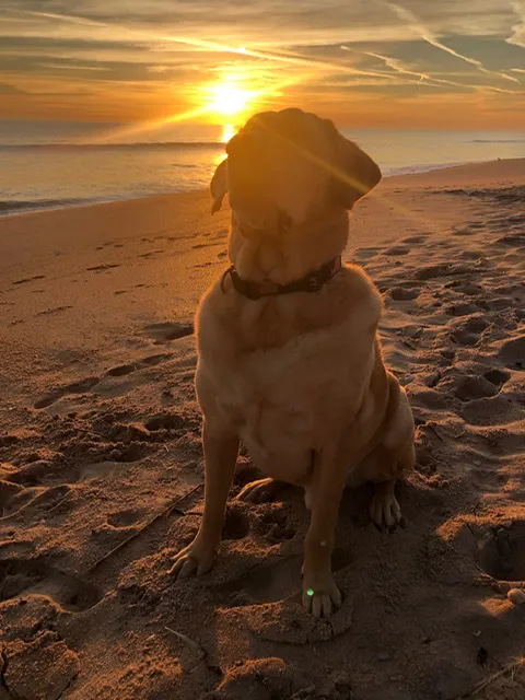 Flagler Animal Hospital 12