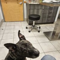 Flagler Animal Hospital ico