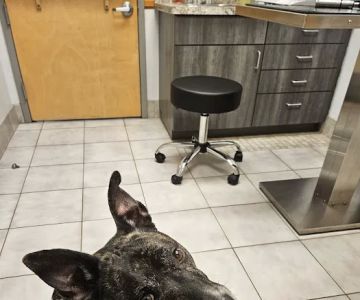 Flagler Animal Hospital