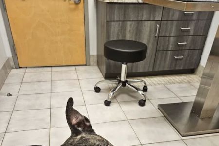 Flagler Animal Hospital