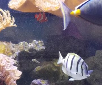 AquaCorals Reef Aquariums