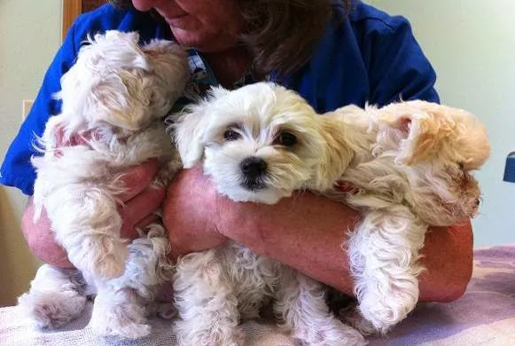 Dixie Commons Animal Hospital 12