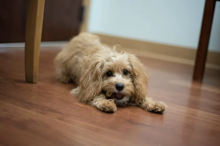 Dixie Commons Animal Hospital 12