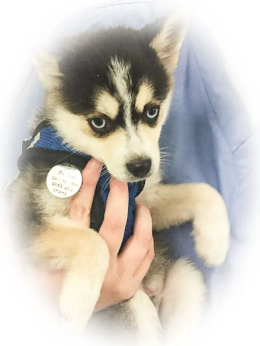 Dixie Commons Animal Hospital 12