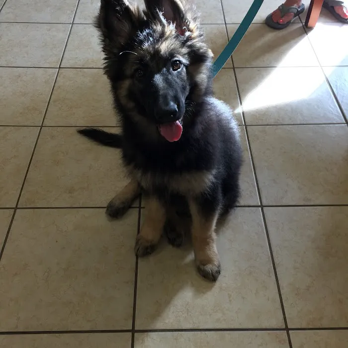 Dixie Commons Animal Hospital 12