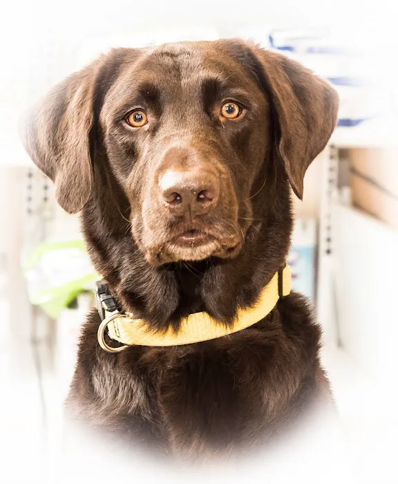 Dixie Commons Animal Hospital 12
