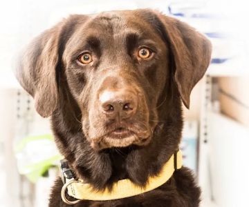 Dixie Commons Animal Hospital