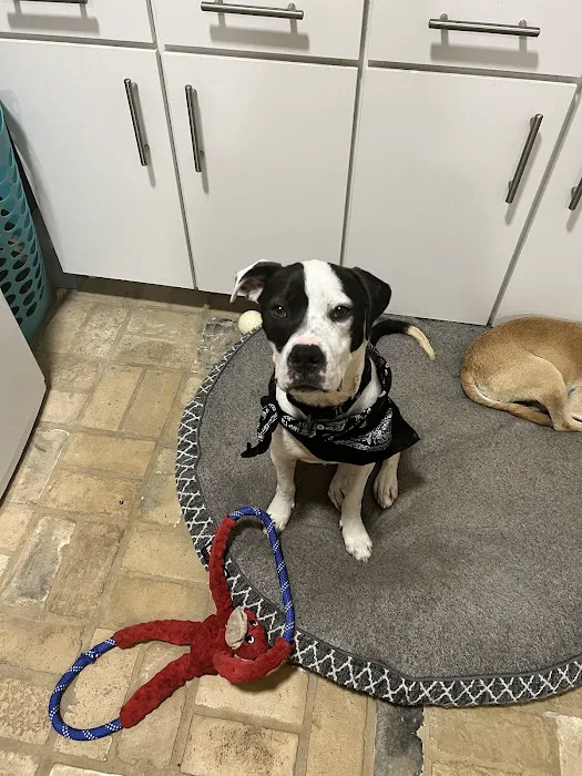 Plantation Animal Hospital and Emergency Care 4