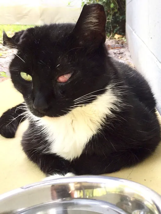 St. Francis Animal Hospital 12