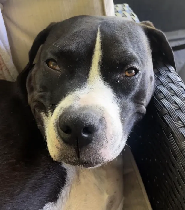 Miramar Animal Hospital 12