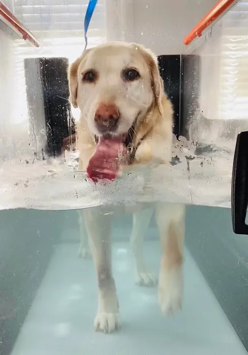 Pawsitive Healing Mobility Center 12