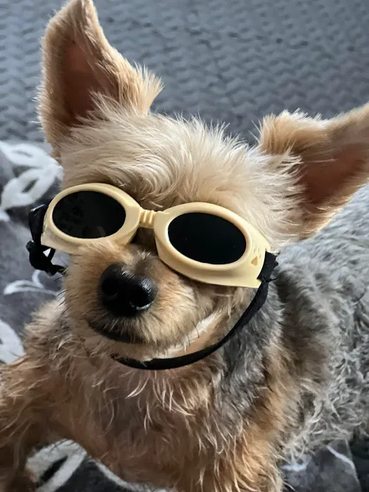 Pawsitive Healing Mobility Center 12