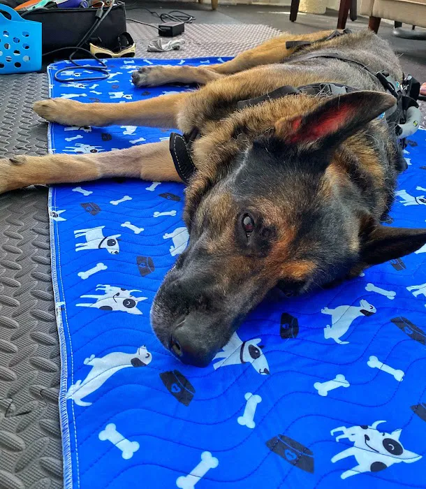 Pawsitive Healing Mobility Center 12