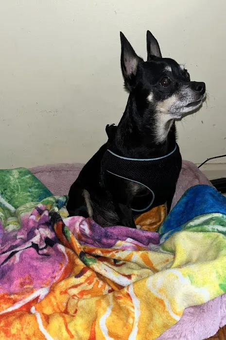 San Marco Animal Hospital 12
