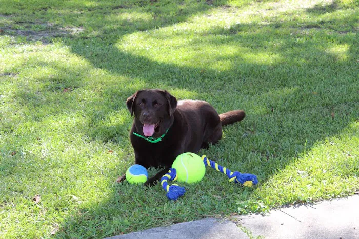 San Marco Animal Hospital 12
