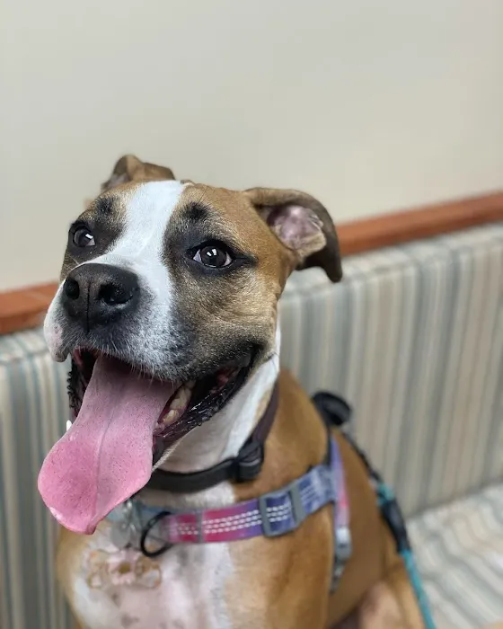 San Marco Animal Hospital 12