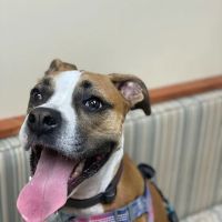 San Marco Animal Hospital ico