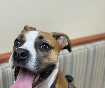 San Marco Animal Hospital