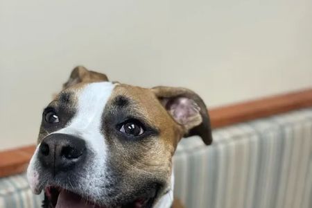 San Marco Animal Hospital