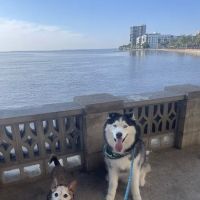 Avondale Animal Hospital ico