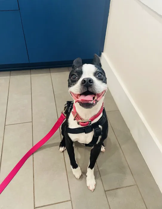 Avondale Animal Hospital 12