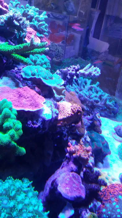 New Wave Aquaria 3