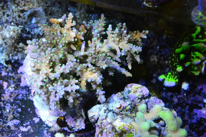 New Wave Aquaria 4