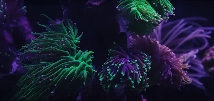 New Wave Aquaria 10